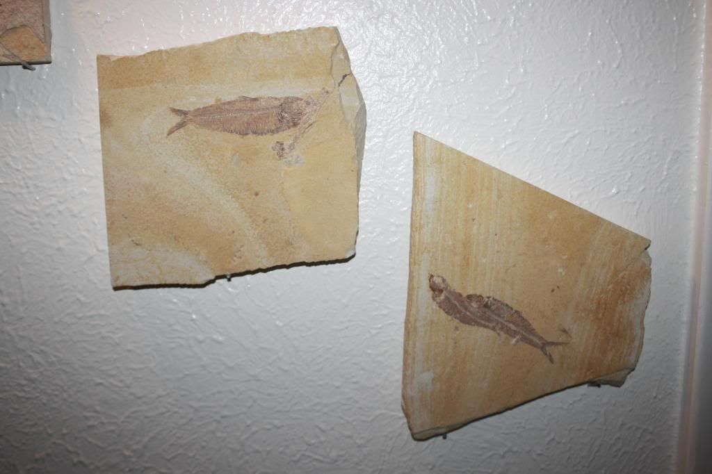 Warfield Quarry Vip Dig Worth It? Fossil Hunting Trips The